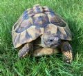 Hermanns : Female approx 13 years old (Woody)